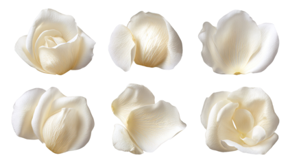 Six delicate, pale-cream roses, close-up, outlined