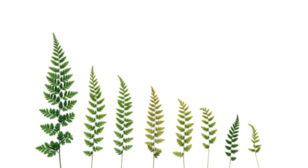 Fern Fronds in Gradient Arrangement on Black Background Botanical Beauty and Elegant Natural Design