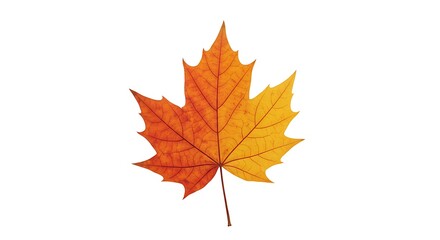 Vibrant Autumn Maple Leaf Isolated on White with Fall Season Nature, and Closeup.