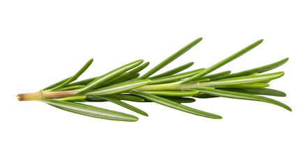 Fresh rosemary herb sprig macro isolated natural ingredient culinary aromatic flavor cooking food isolated on transparent background