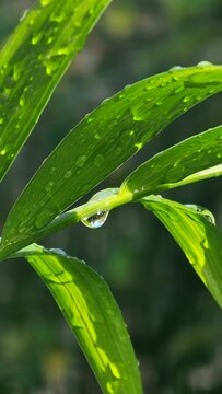 Fresh Dewdrops on a Green Leaf
​Morning Dew on a Vibrant Leaf
​Water Droplets on a Plant
​Nature's Refreshment
​Macro Shot of a Leaf After Rain
Mansoon 
