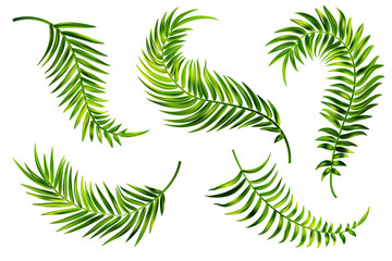 Tropical palm leaves of coconut tree. Vector summer green branch isolated on white background. Foliage of exotic plants. Floral design elements set. Botanical illustration