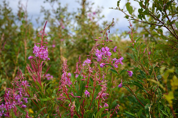 Fototapeta premium Pink purple flower chamaenerion angustifolium blooming in the mountain.