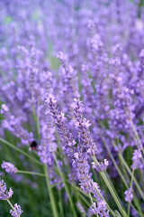 Fototapeta premium Lavender flowers in flower garden.