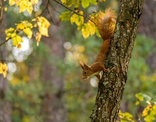 Obraz premium Red squirrel on a tree trunk in autumn foliage