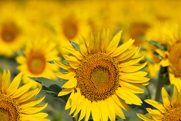 Field of Ripe Sunflowers Closeup