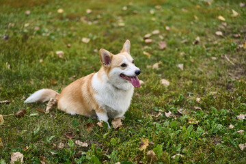 A cheerful corgi is happily enjoying the beautiful outdoors, surrounded by colorful autumn leaves and lush green grass