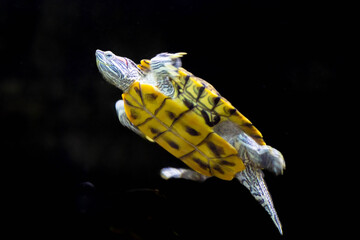 Celestial Drifter: The Painted Silence