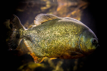 Crimson Hunger: The Pulse Beneath the Waters