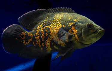 Ember in the Abyss oscar fish