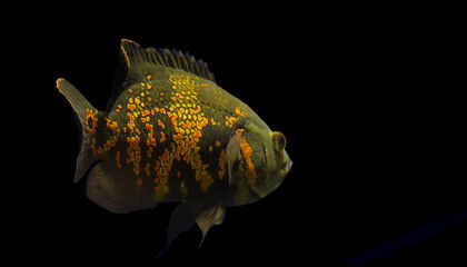 Oscar fish tropical freshwater fish.