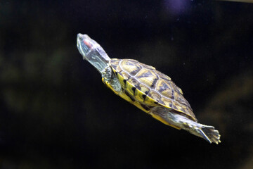 Blue and white stripes crown its head like tribal markings, hinting at ancient wisdom .
