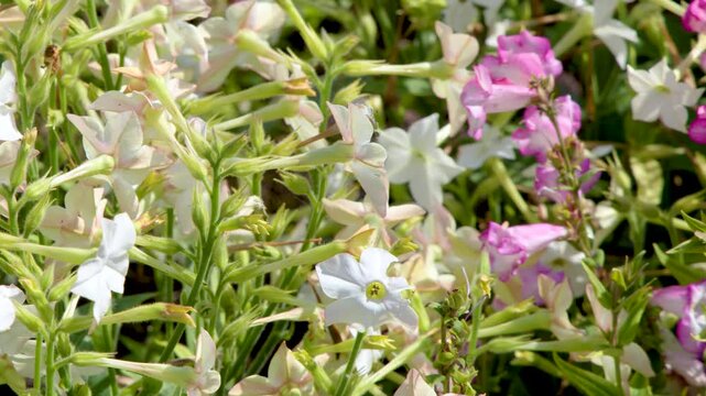 Slow Pan Over Penstemon and Salvia Flowers in Garden