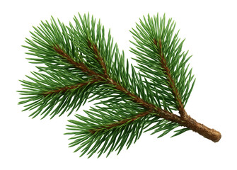 Obraz premium Pine branch with clusters of needle-like leaves