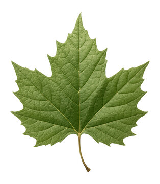 Plane tree leaf with large, lobed shape and rough texture