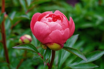 A vibrant, blossoming, coral-pink peony bud stands out against a background of lush, out-of-focus green foliage.