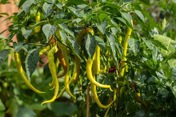 Busch im Garten mit Chilischoten