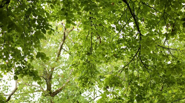 Gentle Breeze Moves Tilia Cordata Tree Canopy in Summer