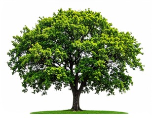 Lush green tree against white background (5)
