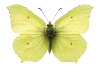 Common brimstone butterfly with pale yellow wings