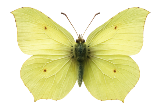 Common brimstone butterfly with pale yellow wings