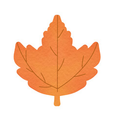 Fototapeta premium maple leaf isolated on white