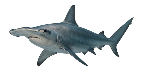 Fototapeta premium Hammerhead shark with distinctive hammer-shaped head