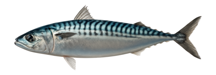 Mackerel with streamlined body and vertical stripes