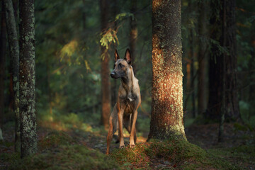 A Belgian Malinois walks gracefully through a sunlit forest surrounded by tall trees. The natural light highlights the dog elegant posture and the serene environment.