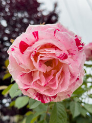 Variegated Pink Rose Macro Closeup, Two Tone Petal Garden Bloom, Speckled Pink Rose in Nature, Delicate Variegated Rose Portrait