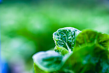 Leaves vegetable in farm with the sunlight.