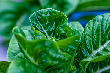 Leaves vegetable in farm with the sunlight.