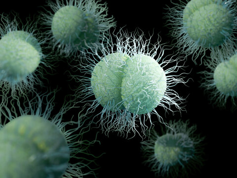 Gonorrhoea bacteria, illustration