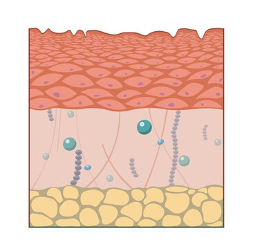 Human skin anatomy, illustration