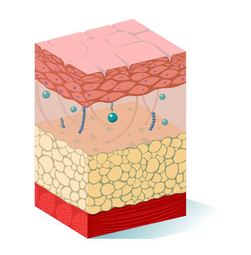 Human skin anatomy, illustration