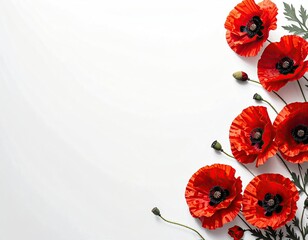 Red poppy flowers arranged in a corner border on a white background