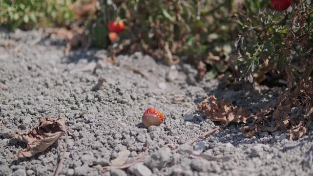 Cinematic 4K footage of tomatoes in a dried, decaying field. The scene highlights the impact of global warming on agriculture, food production, and fragile ecosystems.
