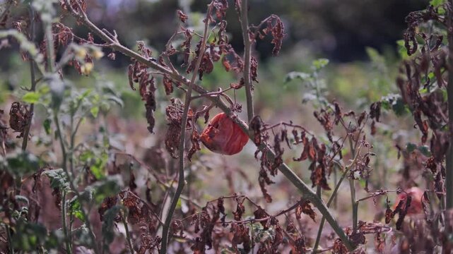 Cinematic 4K footage of tomatoes in a dried, decaying field. The scene highlights the impact of global warming on agriculture, food production, and fragile ecosystems.