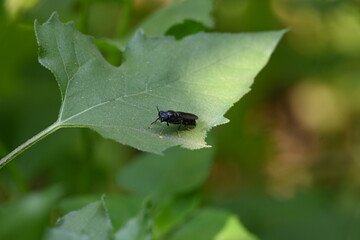 Hermetia illucens or black soldier fly. This fly sitting on the green leaf. It is a common and widespread fly of the family Stratiomyidae.