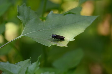 Hermetia illucens or black soldier fly. This fly sitting on the green leaf. It is a common and widespread fly of the family Stratiomyidae.