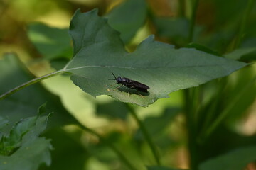 Hermetia illucens or black soldier fly. This fly sitting on the green leaf. It is a common and widespread fly of the family Stratiomyidae.