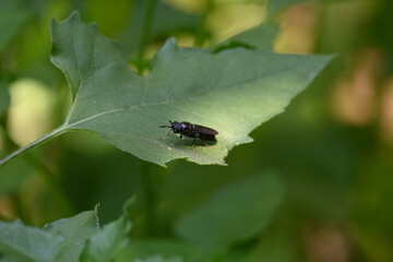 Hermetia illucens or black soldier fly. This fly sitting on the green leaf. It is a common and widespread fly of the family Stratiomyidae.