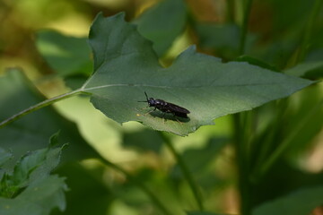 Hermetia illucens or black soldier fly. This fly sitting on the green leaf. It is a common and widespread fly of the family Stratiomyidae.