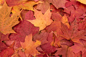 Fototapeta premium close-up of dried colorful red and orange sugar maple leaves