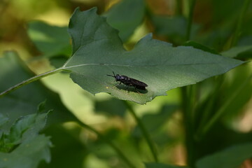 Hermetia illucens or black soldier fly. This fly sitting on the green leaf. It is a common and widespread fly of the family Stratiomyidae.