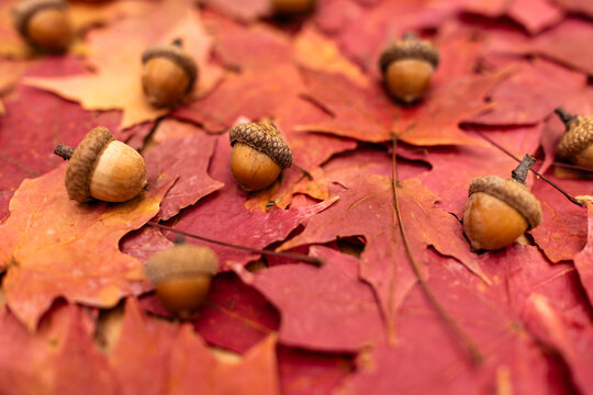 close-up of acorns against red and orange maple leaves