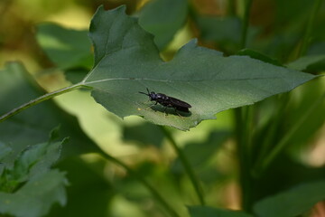 Hermetia illucens or black soldier fly. This fly sitting on the green leaf. It is a common and widespread fly of the family Stratiomyidae.