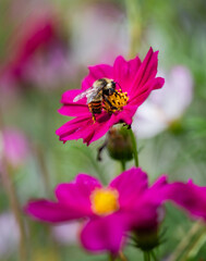 Close up of bee gathering pollen from flower on summer day.