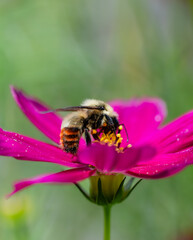 Close up of bee gathering pollen from flower on summer day.