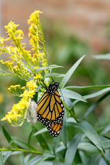 Monarch Butterfly after emerging from a chrysalis on Goldenrod
